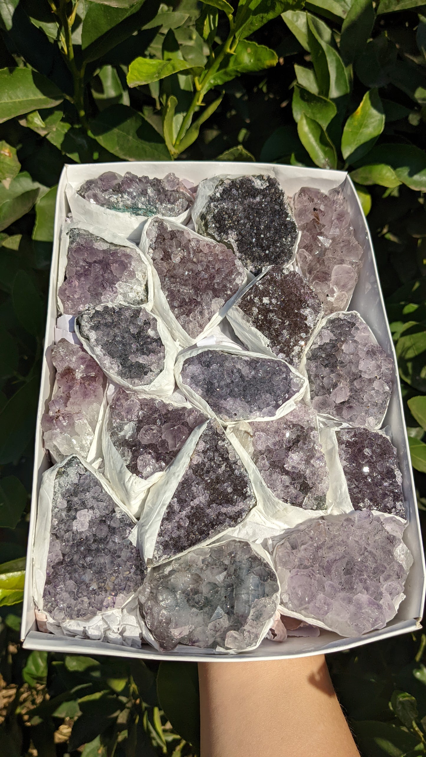 Amethyst Clusters